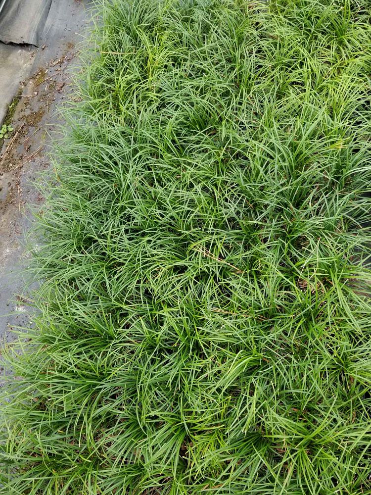 ophiopogon-japonicus-mondo-grass-lilyturf
