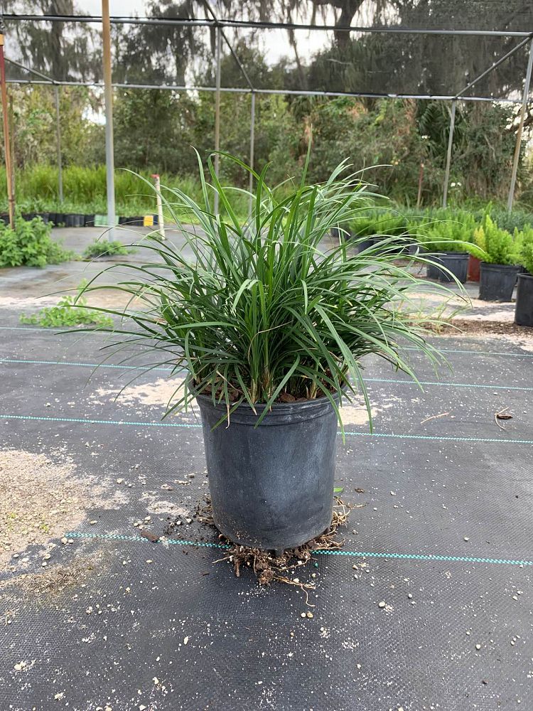 ophiopogon-japonicus-mondo-grass-lilyturf