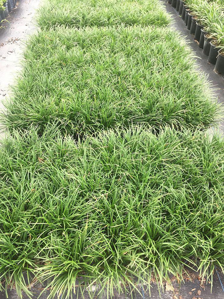 ophiopogon-japonicus-mondo-grass-lilyturf