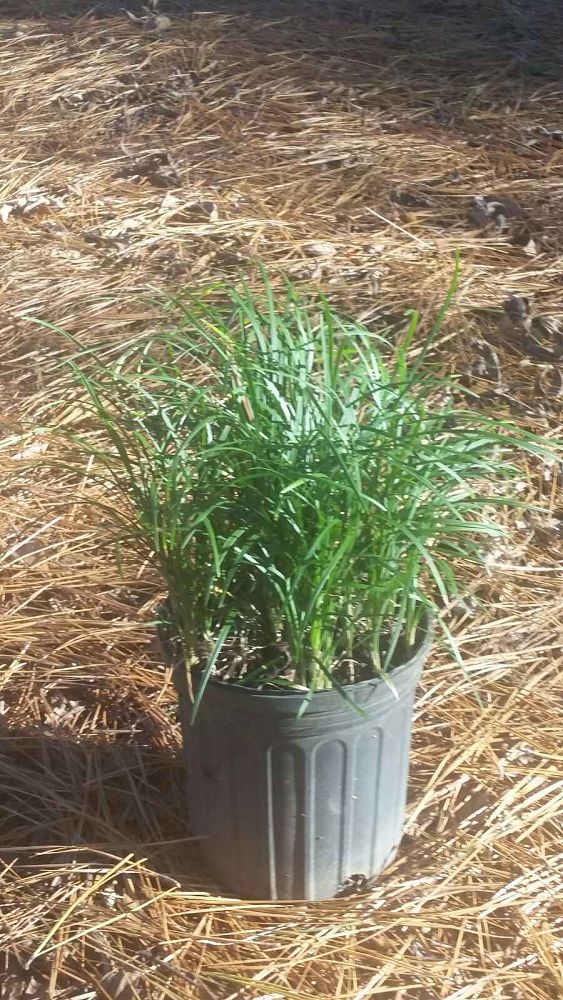 ophiopogon-japonicus-mondo-grass-lilyturf