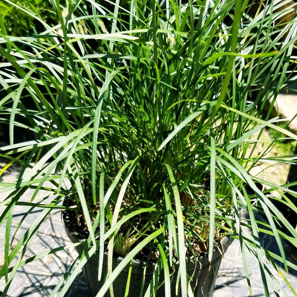ophiopogon-japonicus-mondo-grass-lilyturf