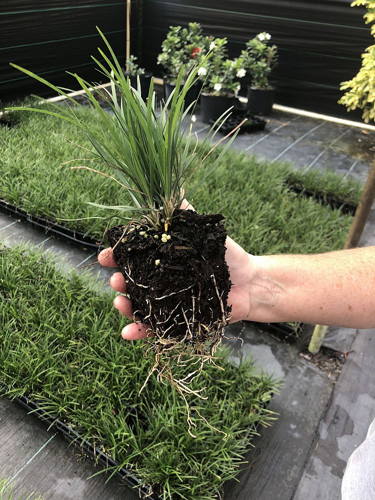 ophiopogon-japonicus-mondo-grass-lilyturf
