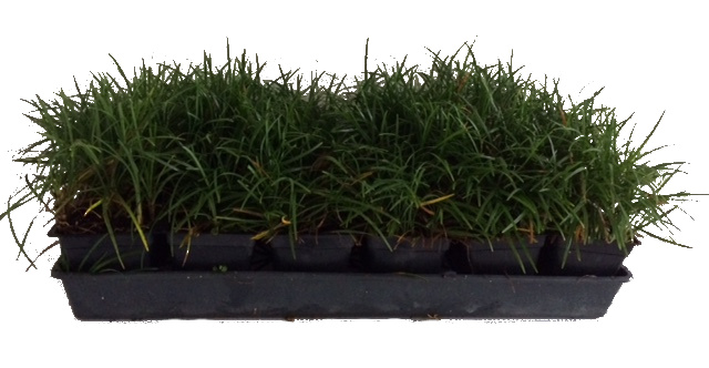 ophiopogon-japonicus-mondo-grass-lilyturf