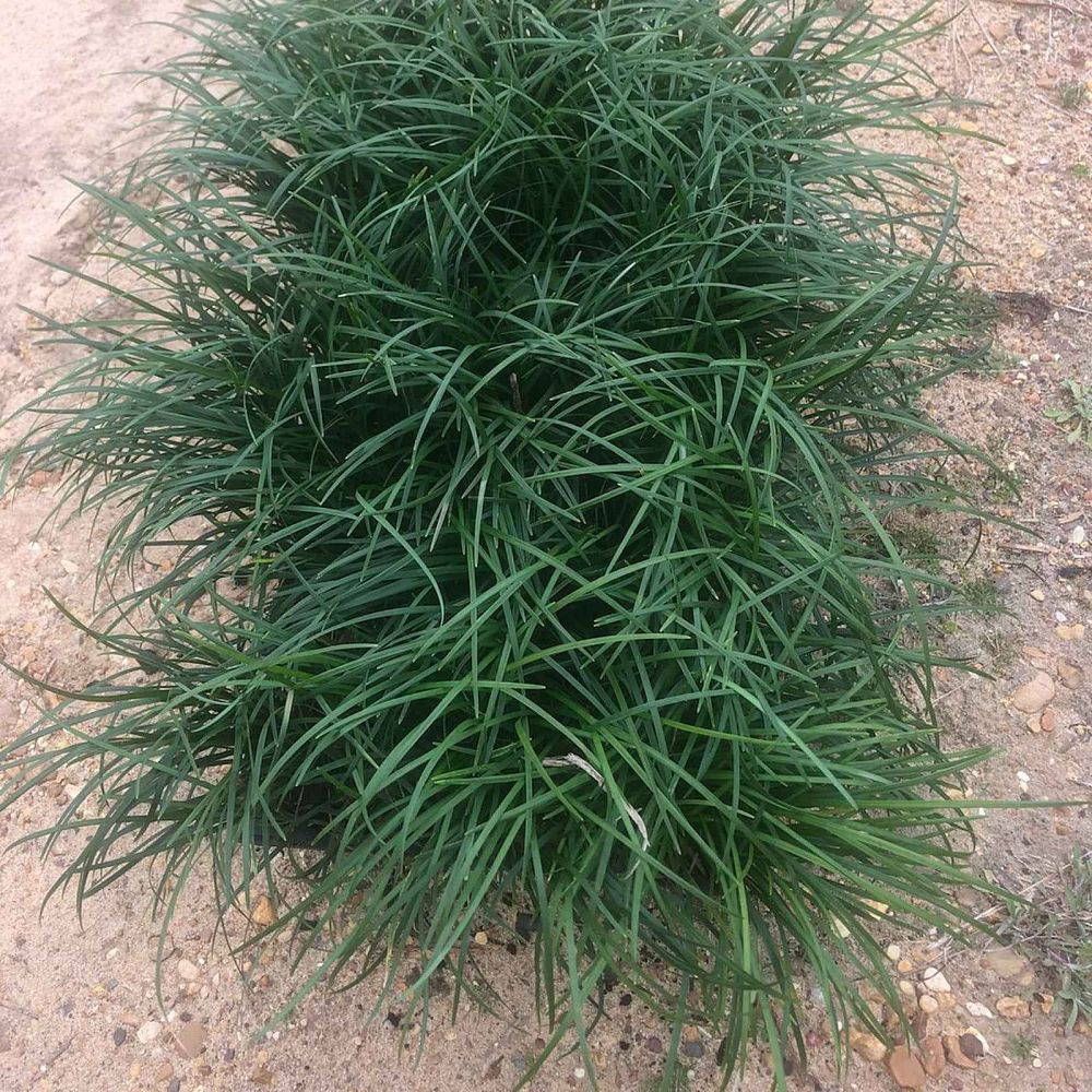 ophiopogon-japonicus-mondo-grass-lilyturf