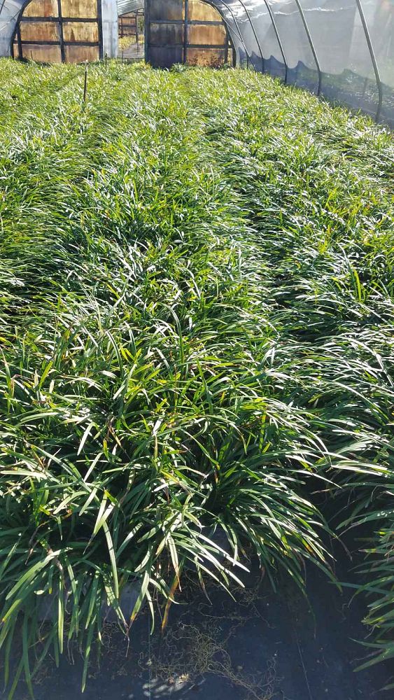ophiopogon-japonicus-mondo-grass-lilyturf