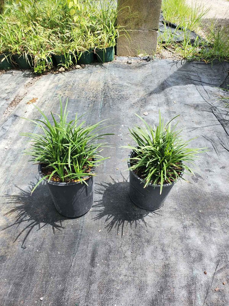 ophiopogon-japonicus-mondo-grass-lilyturf