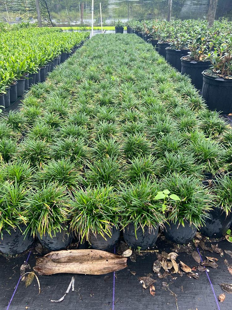 ophiopogon-japonicus-mondo-grass-lilyturf