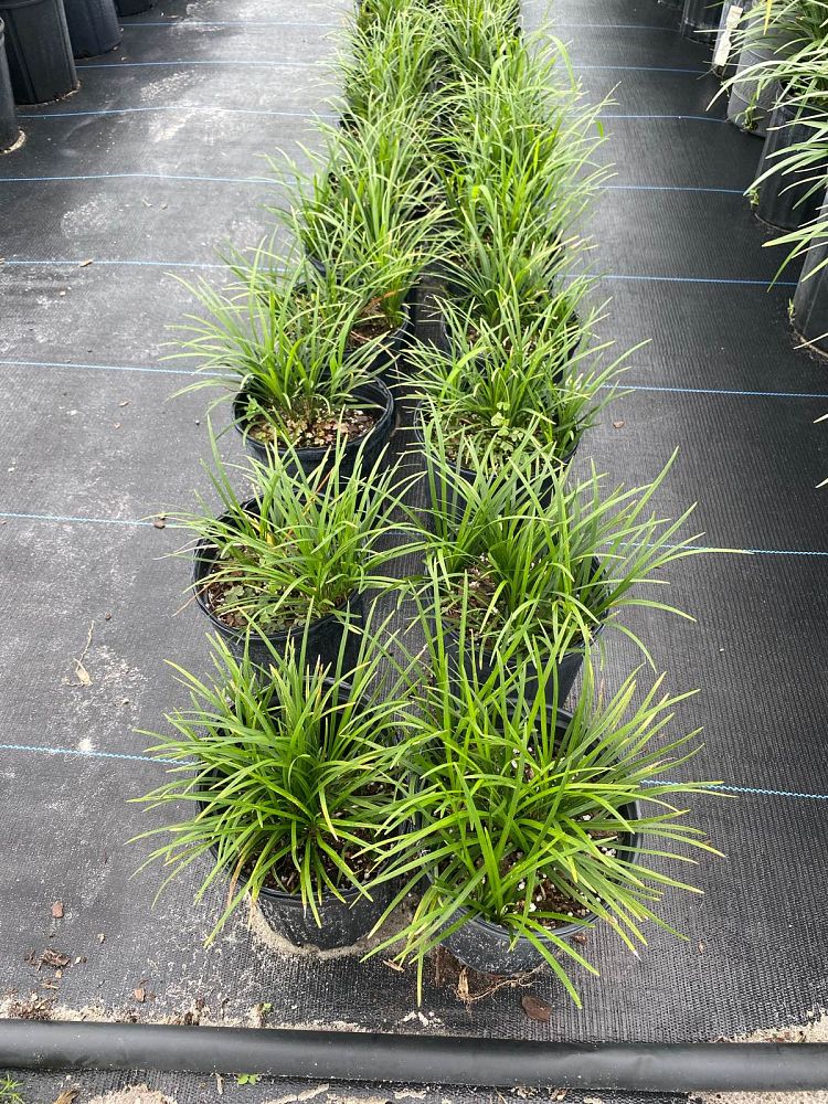 ophiopogon-japonicus-mondo-grass-lilyturf