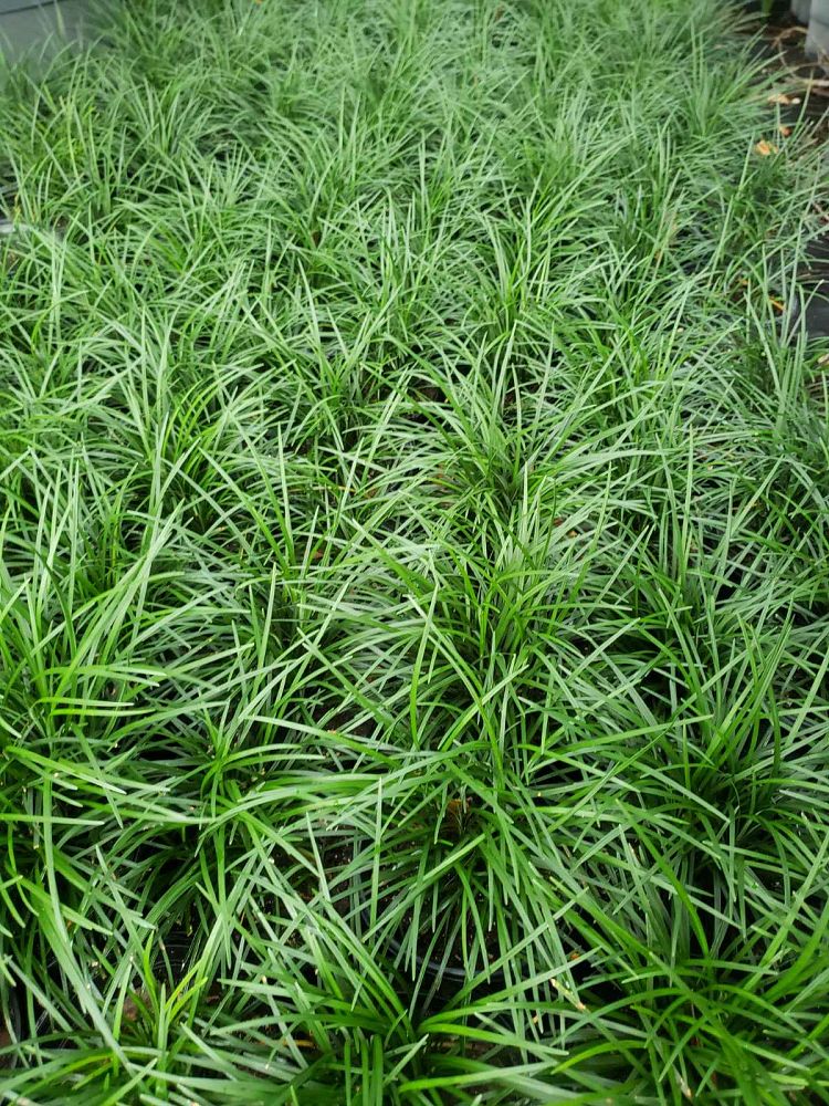 ophiopogon-japonicus-mondo-grass-lilyturf