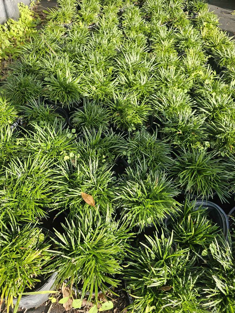 ophiopogon-japonicus-mondo-grass-lilyturf