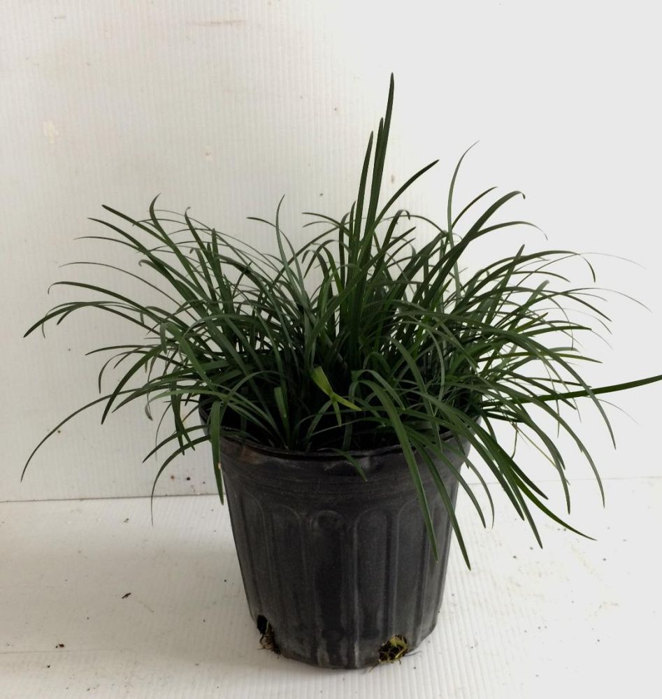 ophiopogon-japonicus-mondo-grass-lilyturf