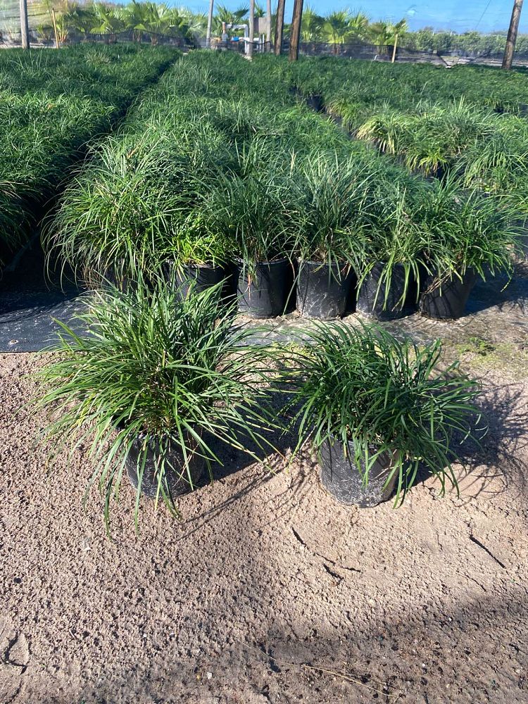 ophiopogon-japonicus-mondo-grass-lilyturf