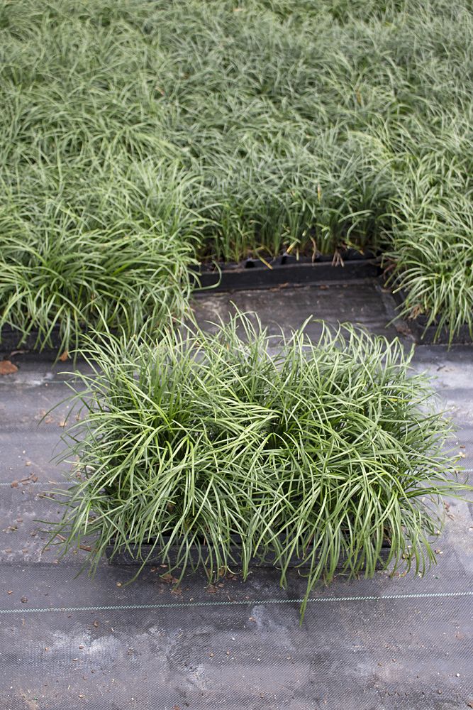 ophiopogon-japonicus-mondo-grass-lilyturf