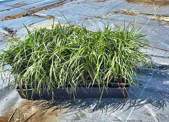 ophiopogon-japonicus-mondo-grass-lilyturf