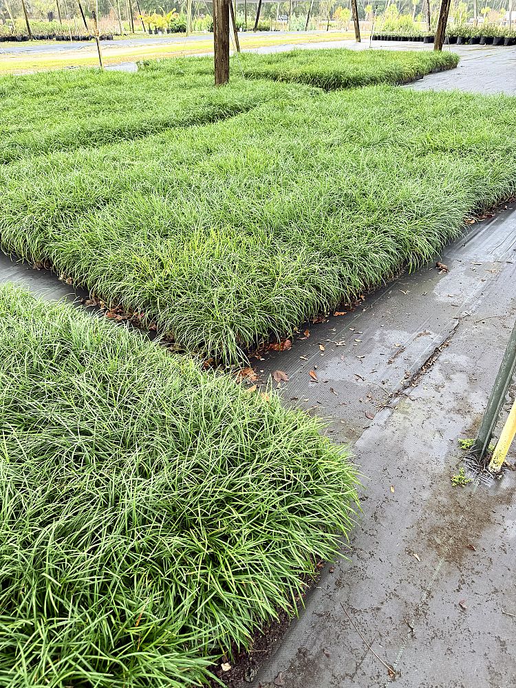 ophiopogon-japonicus-mondo-grass-lilyturf