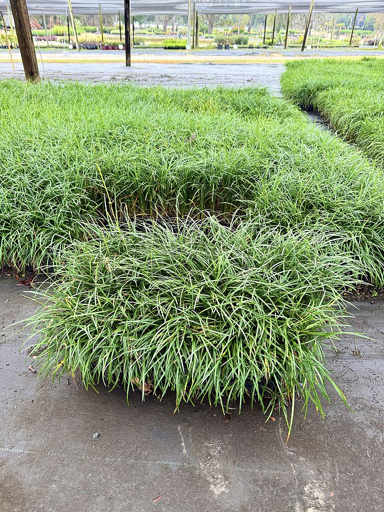 ophiopogon-japonicus-mondo-grass-lilyturf