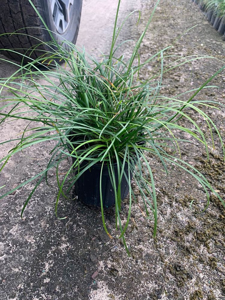 ophiopogon-japonicus-mondo-grass-lilyturf