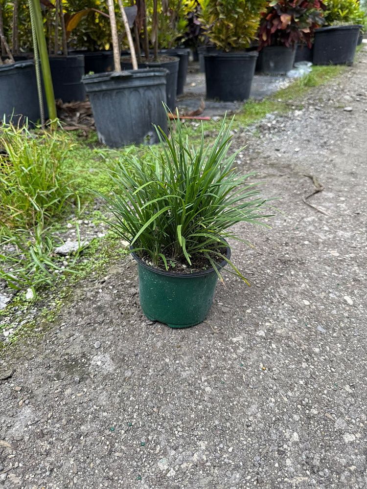 ophiopogon-japonicus-mondo-grass-lilyturf