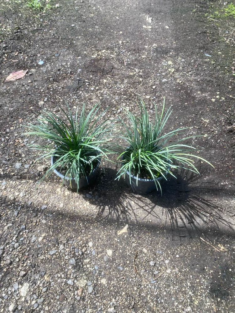 ophiopogon-japonicus-mondo-grass-lilyturf