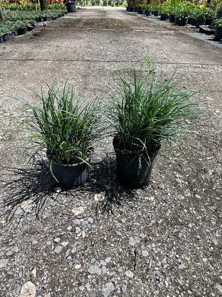 ophiopogon-japonicus-mondo-grass-lilyturf