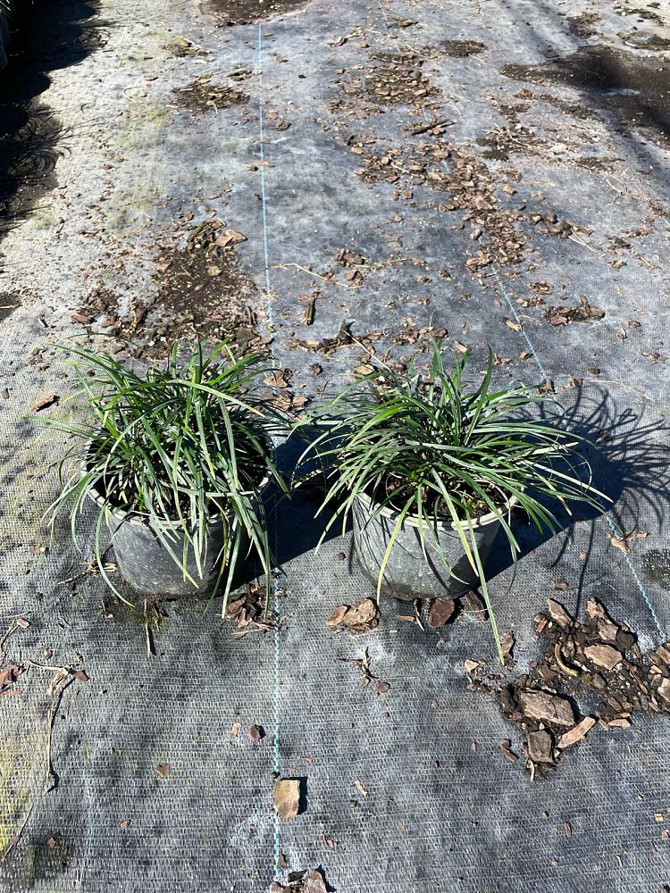 ophiopogon-japonicus-mondo-grass-lilyturf