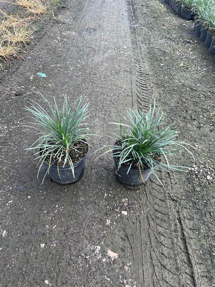 ophiopogon-japonicus-mondo-grass-lilyturf