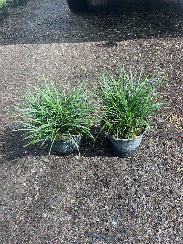 ophiopogon-japonicus-mondo-grass-lilyturf