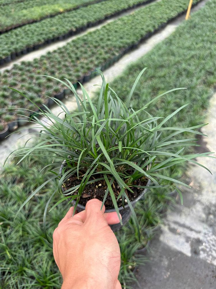 ophiopogon-japonicus-mondo-grass-lilyturf