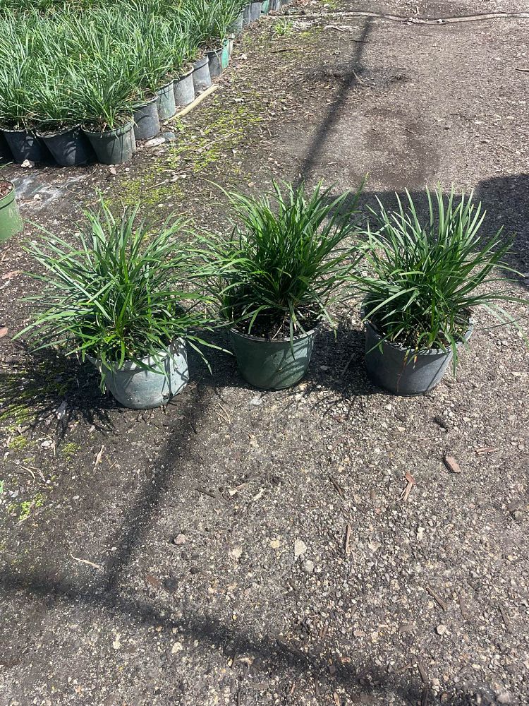 ophiopogon-japonicus-mondo-grass-lilyturf