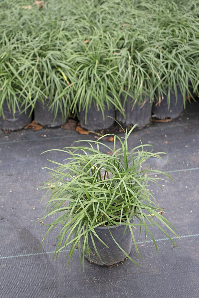 ophiopogon-japonicus-mondo-grass-lilyturf