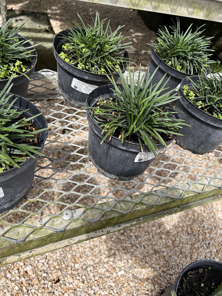 ophiopogon-japonicus-mondo-grass-lilyturf