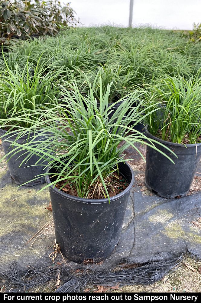 ophiopogon-japonicus-mondo-grass-lilyturf