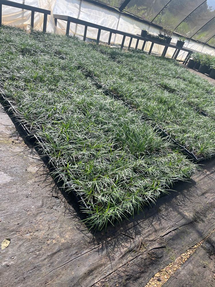 ophiopogon-japonicus-mondo-grass-lilyturf