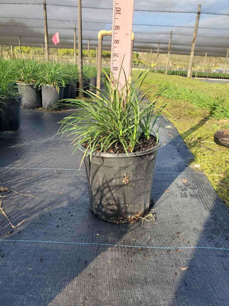 ophiopogon-japonicus-mondo-grass-lilyturf