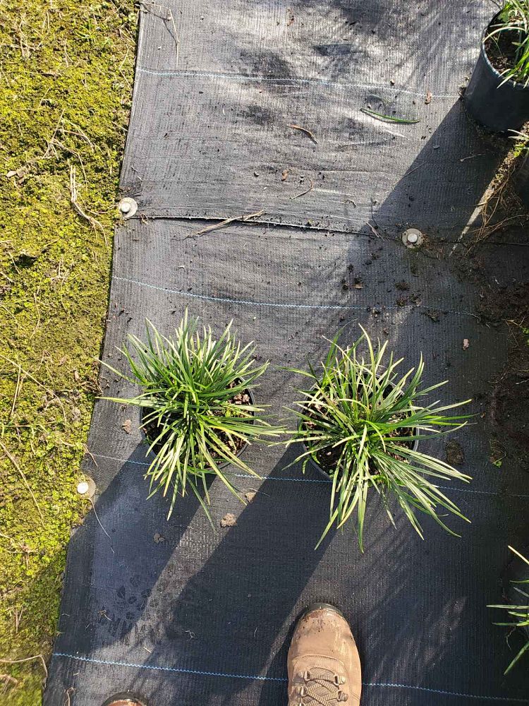ophiopogon-japonicus-mondo-grass-lilyturf