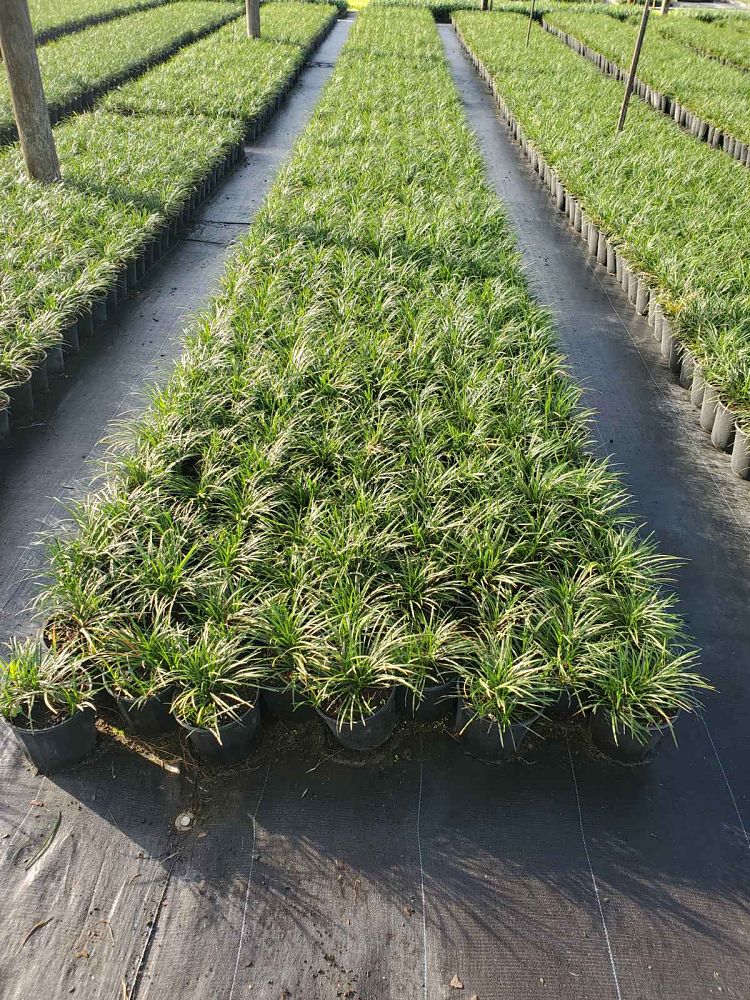 ophiopogon-japonicus-mondo-grass-lilyturf