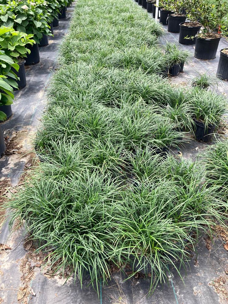 ophiopogon-japonicus-mondo-grass-lilyturf