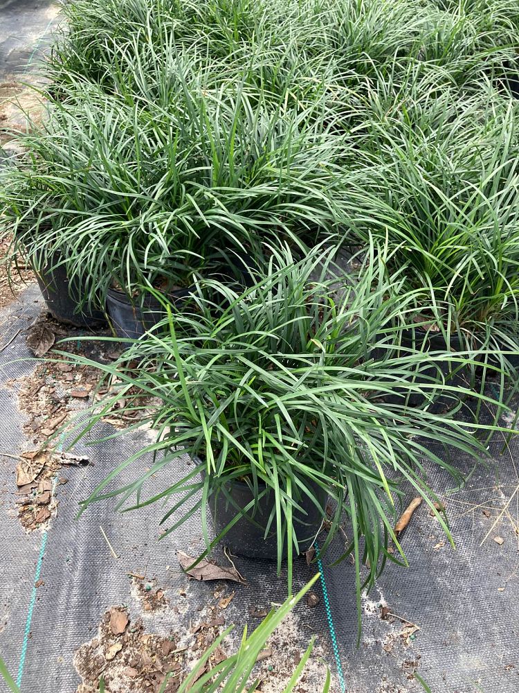 ophiopogon-japonicus-mondo-grass-lilyturf