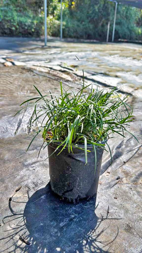 ophiopogon-japonicus-mondo-grass-lilyturf