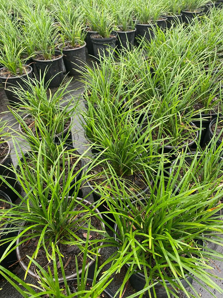 ophiopogon-japonicus-mondo-grass-lilyturf