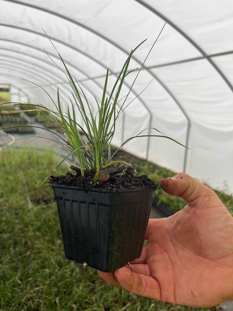 ophiopogon-japonicus-mondo-grass-lilyturf