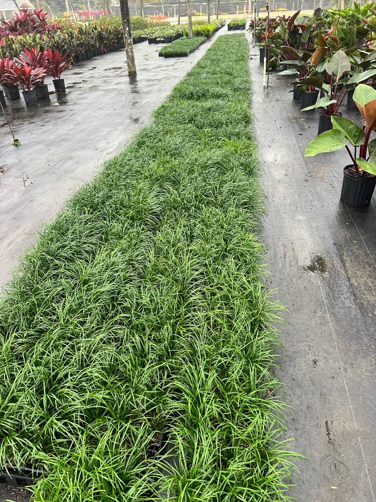 ophiopogon-japonicus-mondo-grass-lilyturf