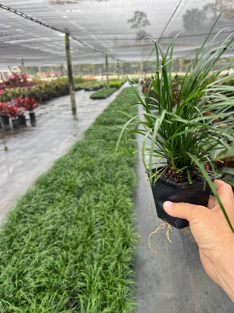 ophiopogon-japonicus-mondo-grass-lilyturf