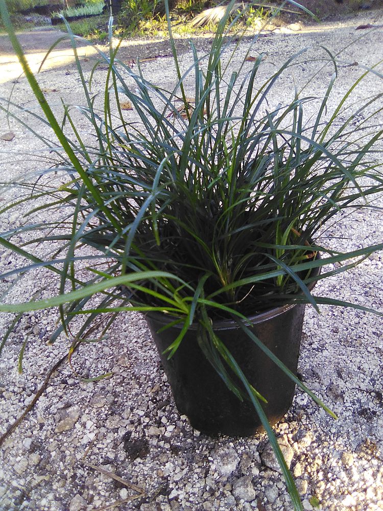 ophiopogon-japonicus-mondo-grass-lilyturf