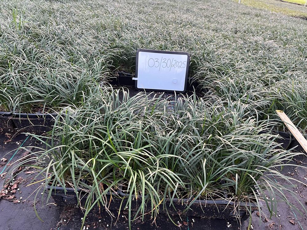 ophiopogon-japonicus-mondo-grass-lilyturf