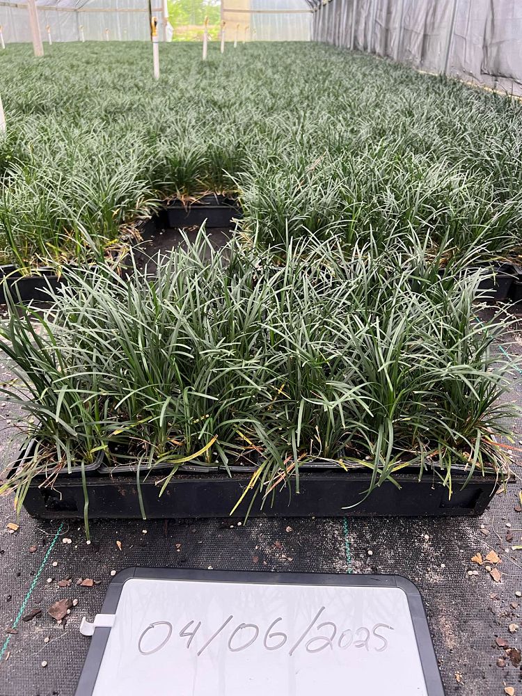 ophiopogon-japonicus-mondo-grass-lilyturf