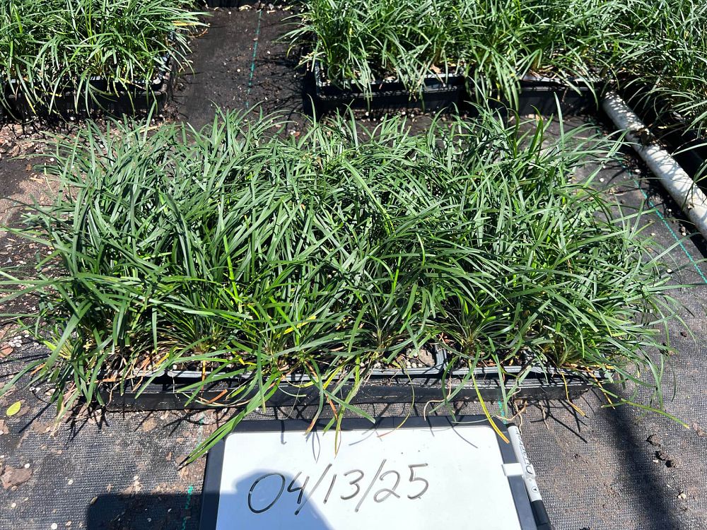 ophiopogon-japonicus-mondo-grass-lilyturf