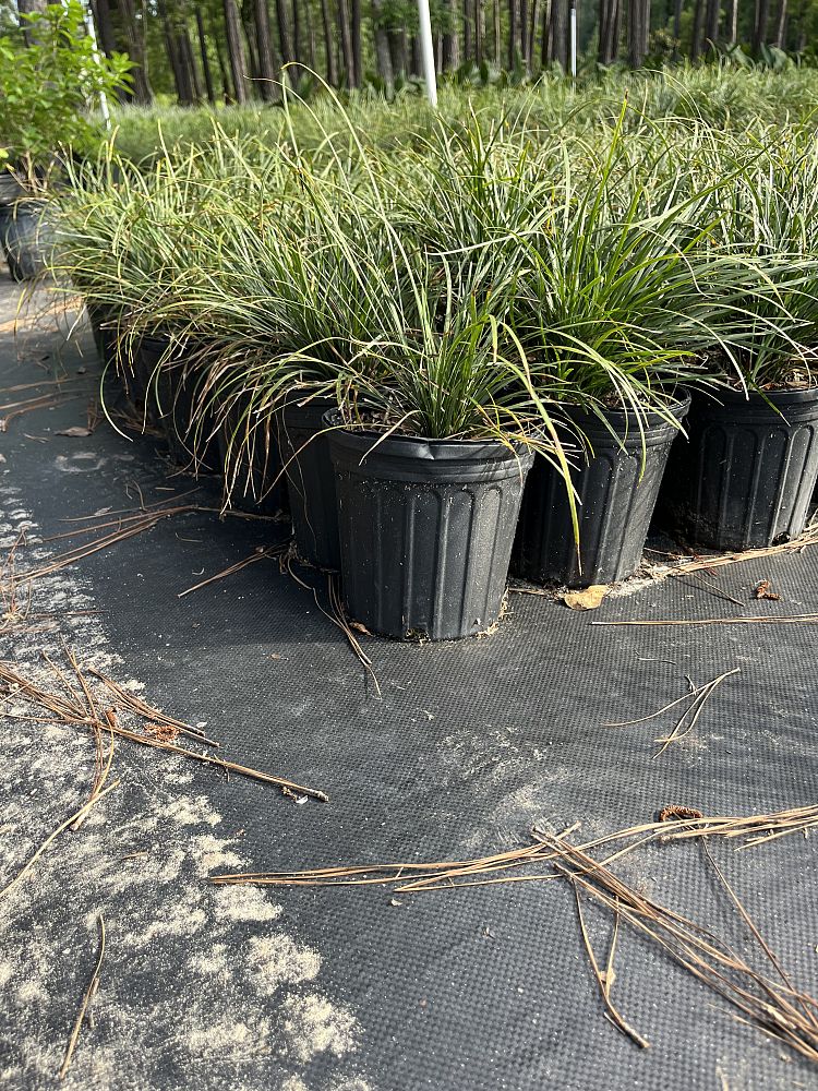 ophiopogon-japonicus-mondo-grass-lilyturf