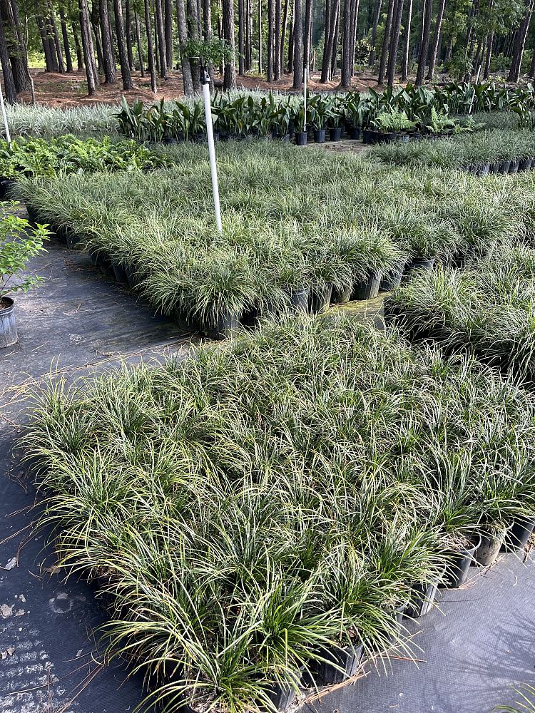 ophiopogon-japonicus-mondo-grass-lilyturf