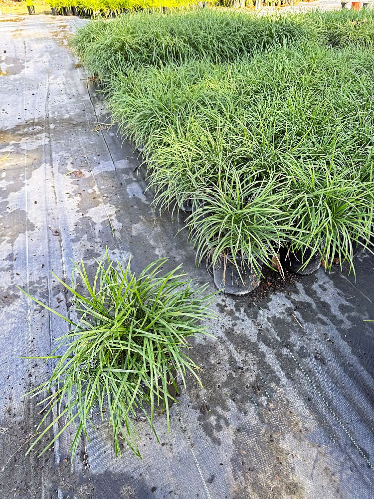 ophiopogon-japonicus-mondo-grass-lilyturf